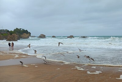 Les oiseaux sur la plage