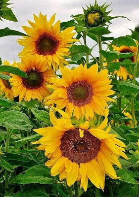 Girasoles