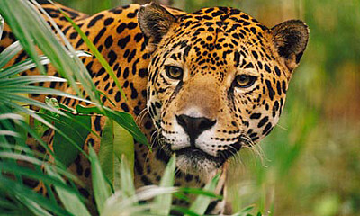 Jaguar