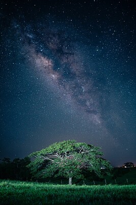 פאזל של Arbol, lluvia, via lactea cielo nocturno