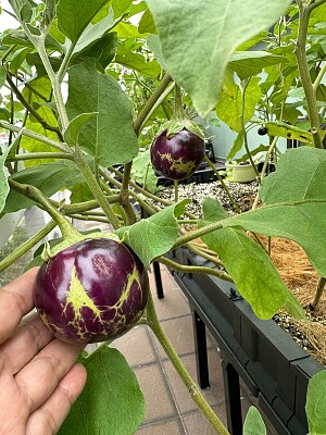 eggplant jigsaw puzzle