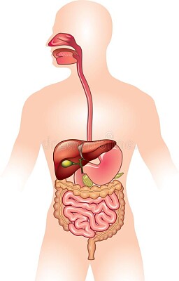פאזל של Rompecabezas digestivo