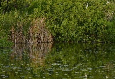 Nature jigsaw puzzle