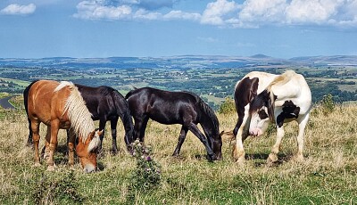 פאזל של chevaux