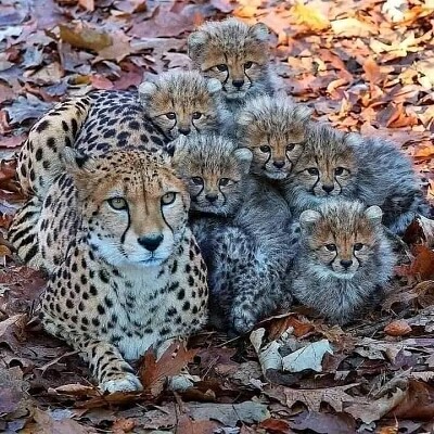 Familia felina