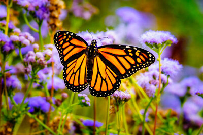 פאזל של mariposa monarca