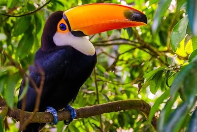 Tucan jigsaw puzzle