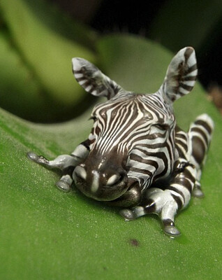 פאזל של Zebra Frog