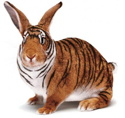 פאזל של Rabbit Tiger