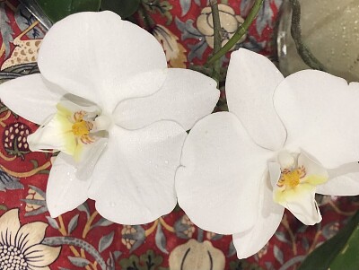 White Orchid pair jigsaw puzzle