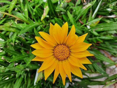 Una bella flor amarilla