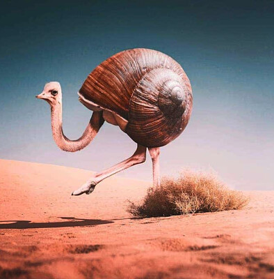 ostrich snail jigsaw puzzle