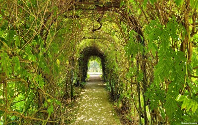 Tunnel de feuillages dans le parc du château du Cl jigsaw puzzle