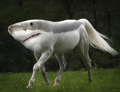 shark horse