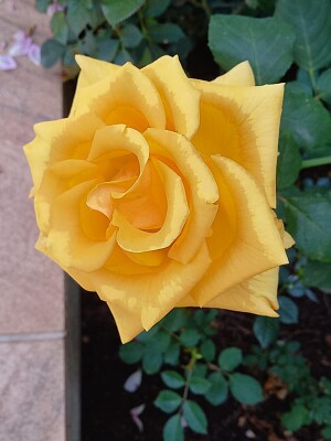 פאזל של rosa amarela