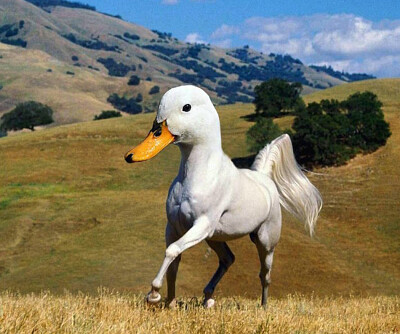 פאזל של Horse Duck