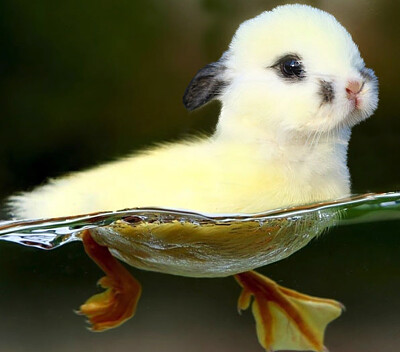 duck rabbit