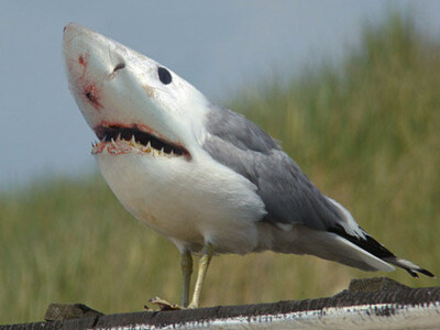 Shark Seagull jigsaw puzzle