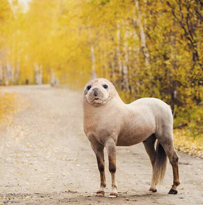 פאזל של Horse Seal