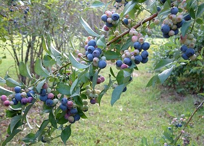 a jigsaw puzzle