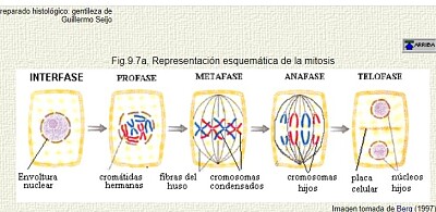 פאזל של La Mitosis y sus Fases