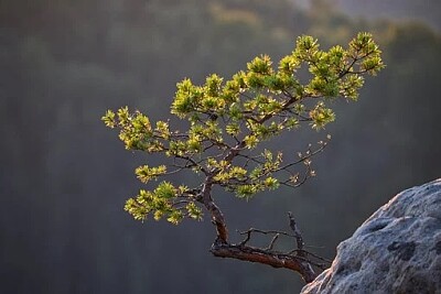 a