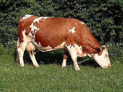 La vache laitière