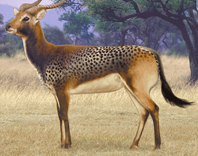 פאזל של Cheetah Antelope Wilda
