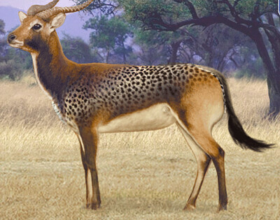 Cheetah Antelope Wilda