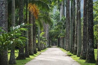 פאזל של Jardín Botánico , Río de Janeiro