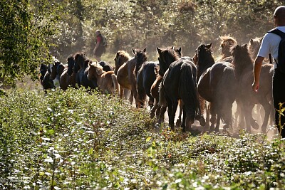 Ascain -Transumance