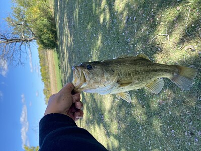 bass jigsaw puzzle