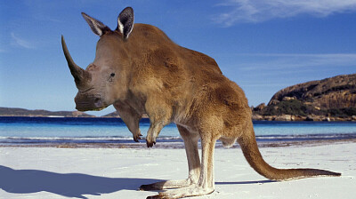 Rhino Kangaroo