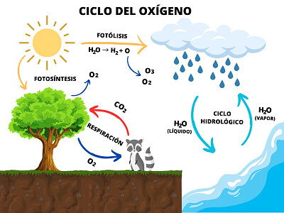 Ciclo del Oxigeno