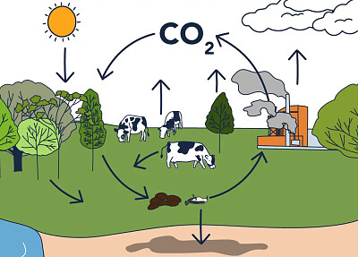 Ciclo del Carbono