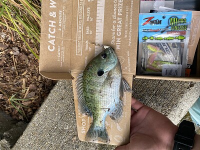 פאזל של bluegill