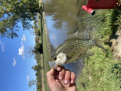 Crappie jigsaw puzzle