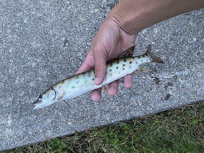 Muskellunge