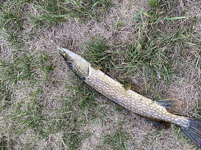 Pike