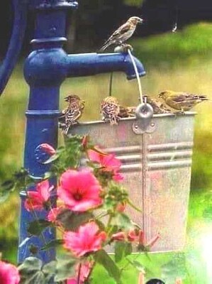 animales