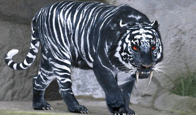 Tiger Lion