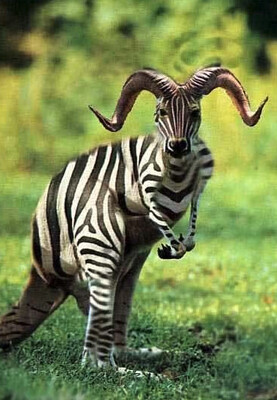 Zebra Kanga Ram