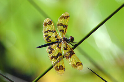 Dragon Fly jigsaw puzzle