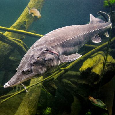 פאזל של Esturion beluga de Bulgaria