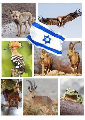 כאן כדי להשאר