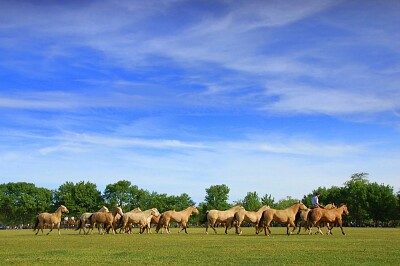 Quebra-cabeça Pampas jigsaw puzzle