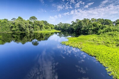 פאזל של Quebra-cabeça Pantanal