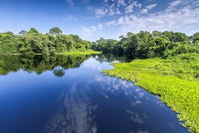 Quebra-cabeça Pantanal jigsaw puzzle