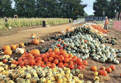 Autumn Pumpkins for Halloween jigsaw puzzle