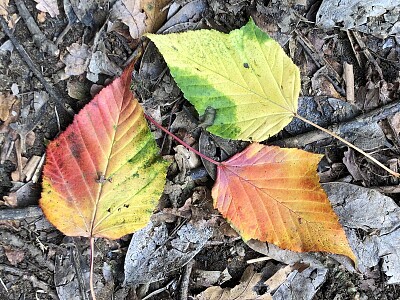 Colourful autumn leaves jigsaw puzzle